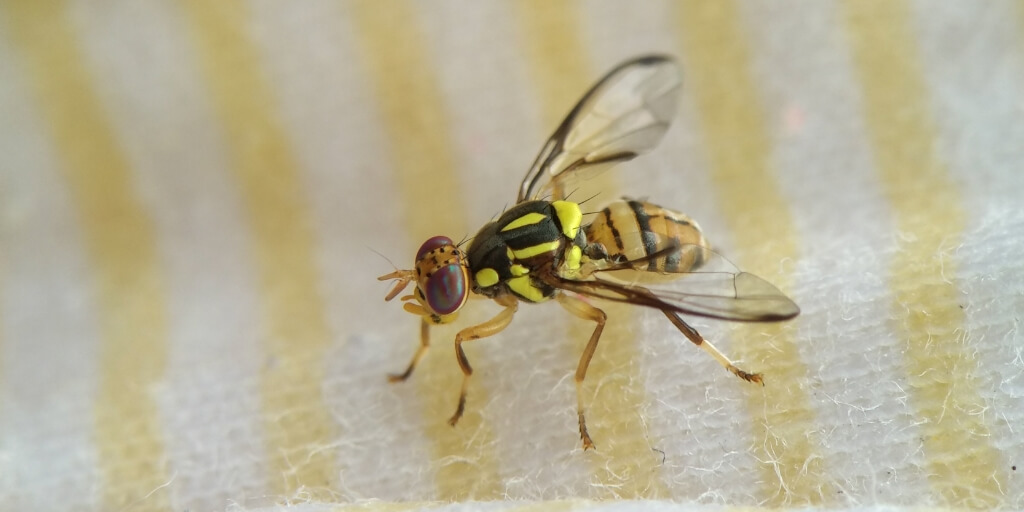 Mosca-da-carambola leva estados da Amazônia à emergência fitossanitária e acende alerta no Acre